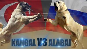 坎高犬vs中亚牧羊犬，谁才是大型犬种的战力天花板？坎高犬和中亚牧羊犬的对比
