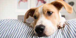 导致狗狗发烧的原因有什么？狗狗发烧时的症状