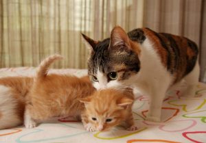 家里的猫咪怀孕了，怎么照顾才能顺利生产？照顾怀孕猫咪需要做的工作