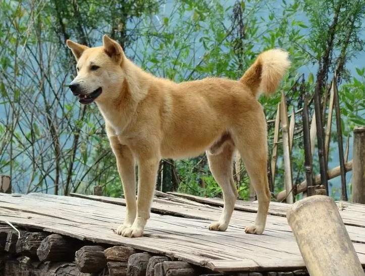 安静狗狗排行榜:这6种狗狗,特别好饲养,特别适合家养的! 安静狗狗排行榜:这6种狗狗,特别好饲养,特别适合家养的!