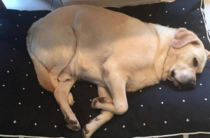 拉布拉多犬“正常体重”是多少？太瘦或太肥怎么办？
