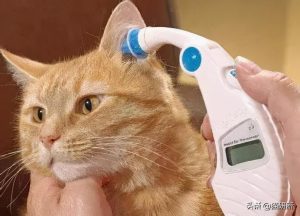 猫咪反复发烧怎么办？如何诊断无名高热？无名高热的诊断方法