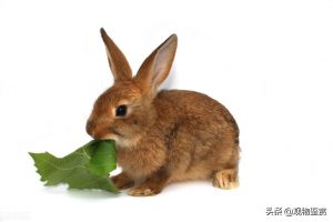 兔子嘴巴烂了怎么办？兔子嘴巴烂了会造成什么影响？