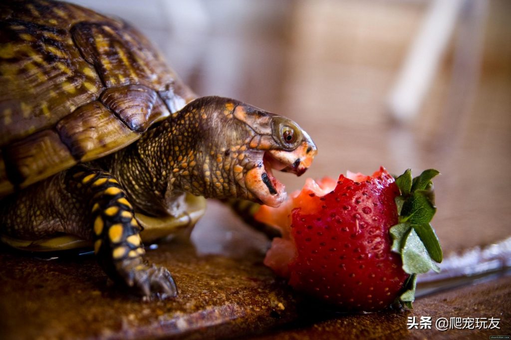 如何正确的给龟喂食？每次喂多少龟粮才是合适的？