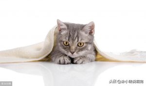养猫小知识：猫咪中的隐形杀手“胰腺炎”