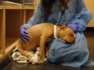犬细小病毒能完全治愈吗？怎么预防狗狗感染细小？