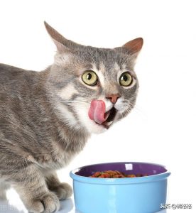 猫的嘴里为什么会有口臭？
