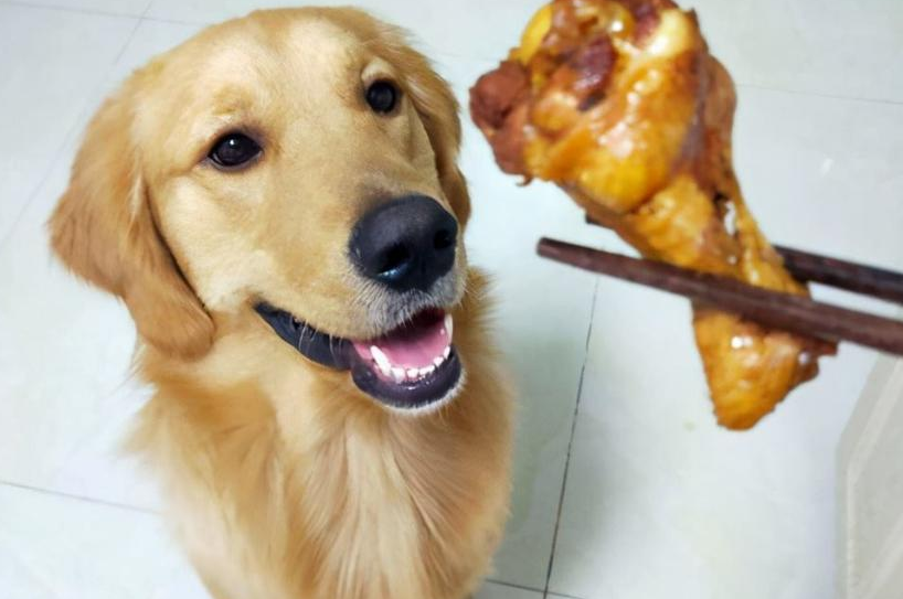 怎么知道狗狗吃饱没？什么喂食分量才是最合适的？