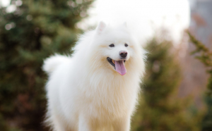 白色的狗狗有哪些？哪一只会让你心动？五种“白色”的狗狗