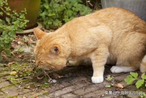 为什么猫咪会“吐绿水”？原因是什么？