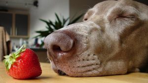 狗狗能吃草莓？给狗狗吃草莓，主人要注意什么？