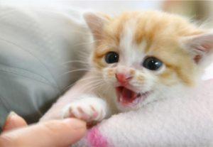 幼猫、成猫一天要吃多少猫粮？如何给猫咪选猫粮？