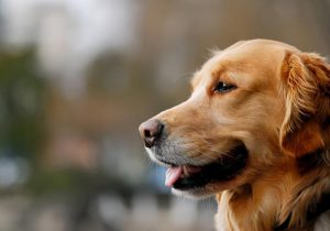 狗狗腹泻用什么药？狗狗拉肚子的原因是什么
