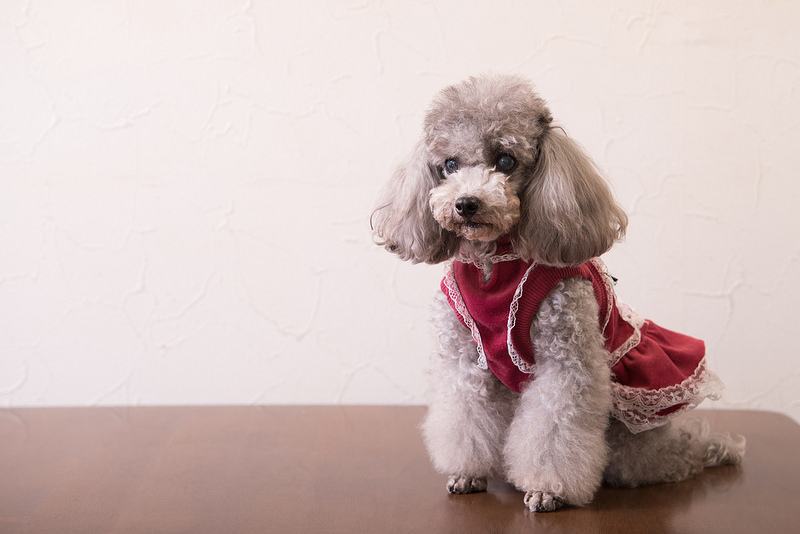 不知道怎么挑选纯种贵宾犬？告诉你一个秘密：纯种贵宾犬才有这样的特征！