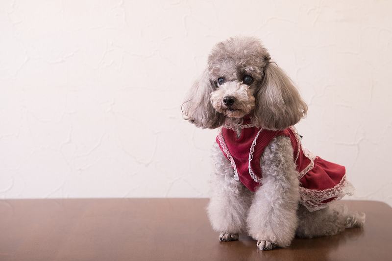 告诉你一个秘密：纯种贵宾犬才有这样的特征！你家贵宾犬纯吗？