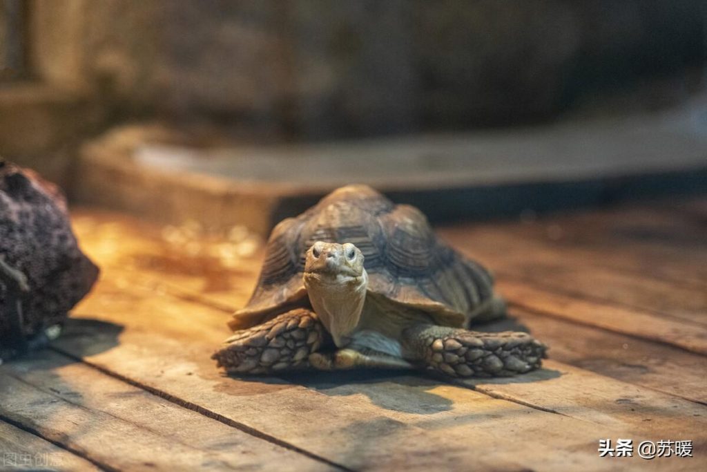家里的乌龟不吃东西该怎么办呢？解决办法分享