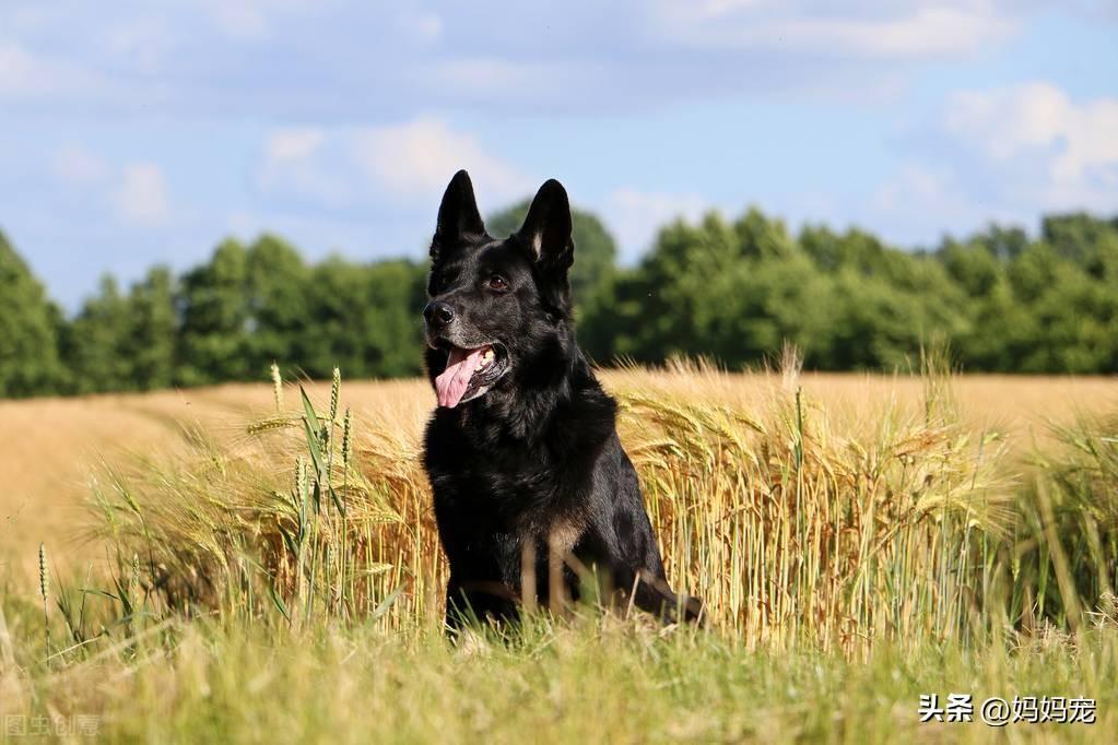 德国牧羊犬价格、2022年纯种德国牧羊犬多少钱一只？