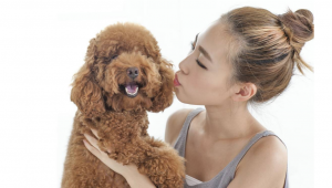 贵宾犬能活多长时间？