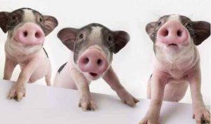 宠物猪品种介绍——宠物猪市场价格多少钱一只？