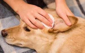 狗狗泪痕怎么消除？5种办法技巧可以有效去除狗狗泪痕