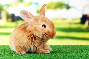 兔子眼睛发炎能自愈吗？兔子眼睛发炎的原因是什么？