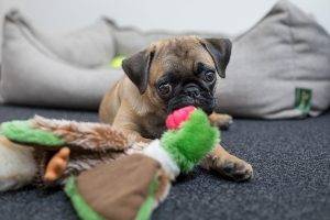 你知道八哥犬有哪7大优点吗？巴哥犬的7大优点介绍