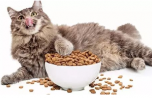 猫一天吃多少猫粮？应该科学喂养