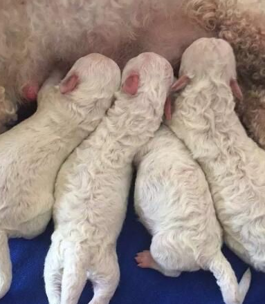 比熊犬一生6大时期，饲养比熊犬的注意事项！