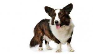 想养柯基犬？先了解好柯基