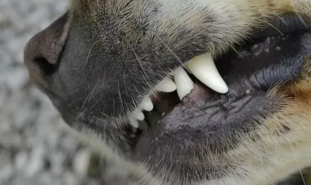 狗狗遇到牙结石应该何如预防和治疗呢？狗狗有牙结石的预防和治疗方式