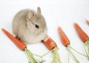 兔子吃什么？兔子真的爱吃胡萝卜吗？吃过量的胡萝卜，会让兔子拉肚子