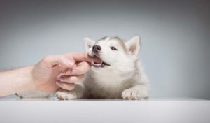 为什么幼犬会咬人？怎么让幼犬不咬人？