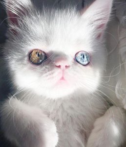 “异瞳”猫咪是有先天性疾病？跟其他猫咪不一样，异瞳猫的“危害”