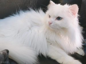 大多纯白的猫咪会很少见，纯白猫咪有什么品种？纯白猫咪品种介绍
