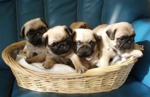 巴哥犬价格多少钱一只？巴哥犬的性格特征