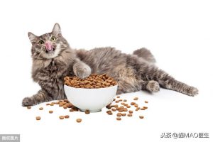 猫咪腹泻的9大原因，通常简单治疗可以康复