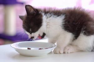 小猫喜欢吃什么东西？猫咪喜欢的食物是什么
