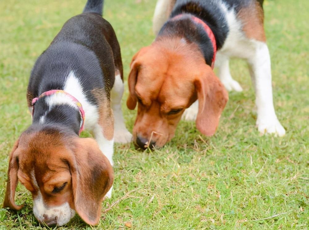 狗狗最怕的12种气味，可能导致嗅觉失灵（狗狗怕什么味道）