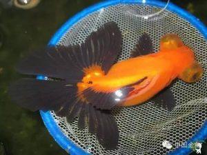 国粹金鱼品种介绍之：蝶尾金鱼