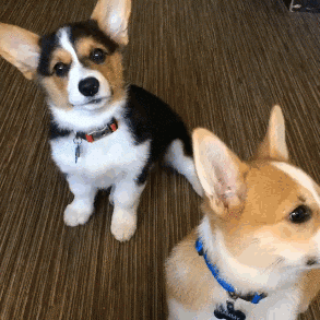 柯基与柴犬哪个更适合新手饲养？