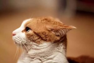 猫咪的飞机耳代表什么含义？飞机耳4种代表含义