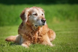 狗狗缺钙症状有哪些？哪些狗狗需要补钙？