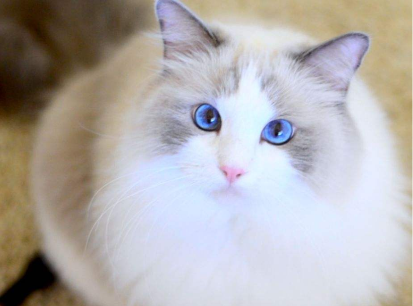 第一次养猫养什么品种好?第一次养猫就“首选”这7种品种,养了绝不后悔! 第一次养猫养什么品种好?第一次养猫就“首选”这7种品种,养了绝不后悔!