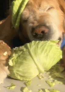 有哪些蔬菜狗狗是不能吃的？