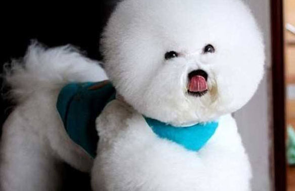 比熊犬一生6大时期，饲养比熊犬的注意事项！