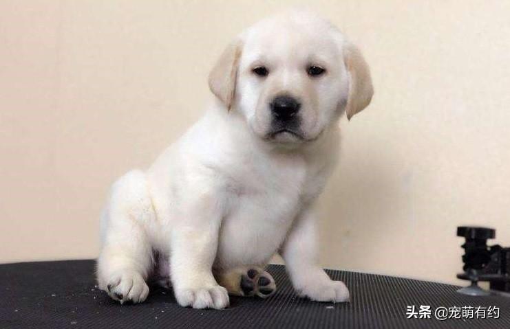 养宠小常识 | 喂养拉布拉多幼犬指南 养宠小常识 | 喂养拉布拉多幼犬指南