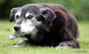 寿命最长的狗世界纪录是一只叫做贝拉的狗，相当于人类203岁