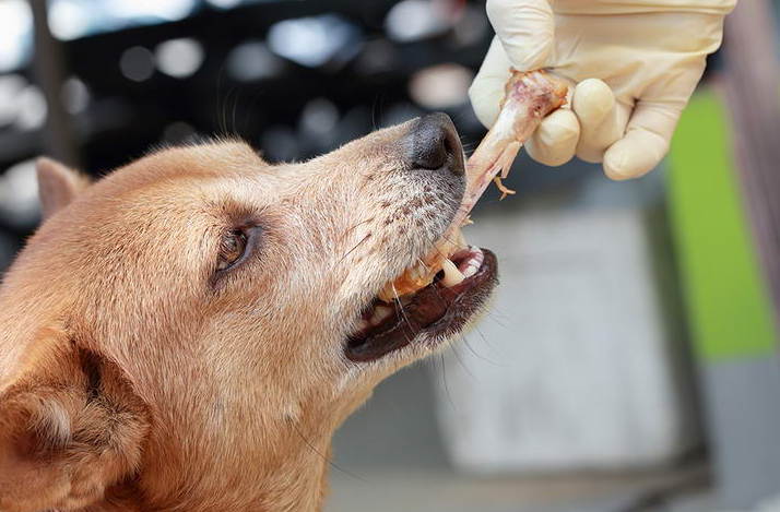 怀孕的狗吃鸡骨头会化胎？为什么鸡骨头会导致狗狗流产呢？