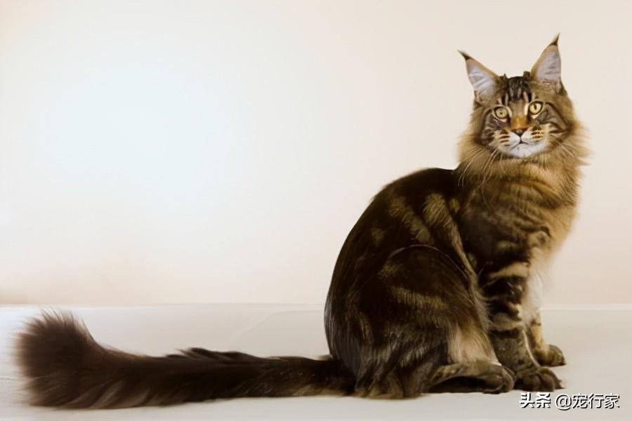 如果尾巴是用来保持平衡的，那无尾猫凭什么站立？