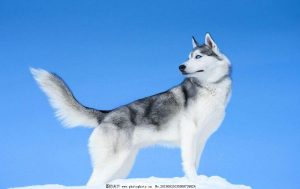 哈士奇—西伯利亚雪橇犬介绍、喂养等